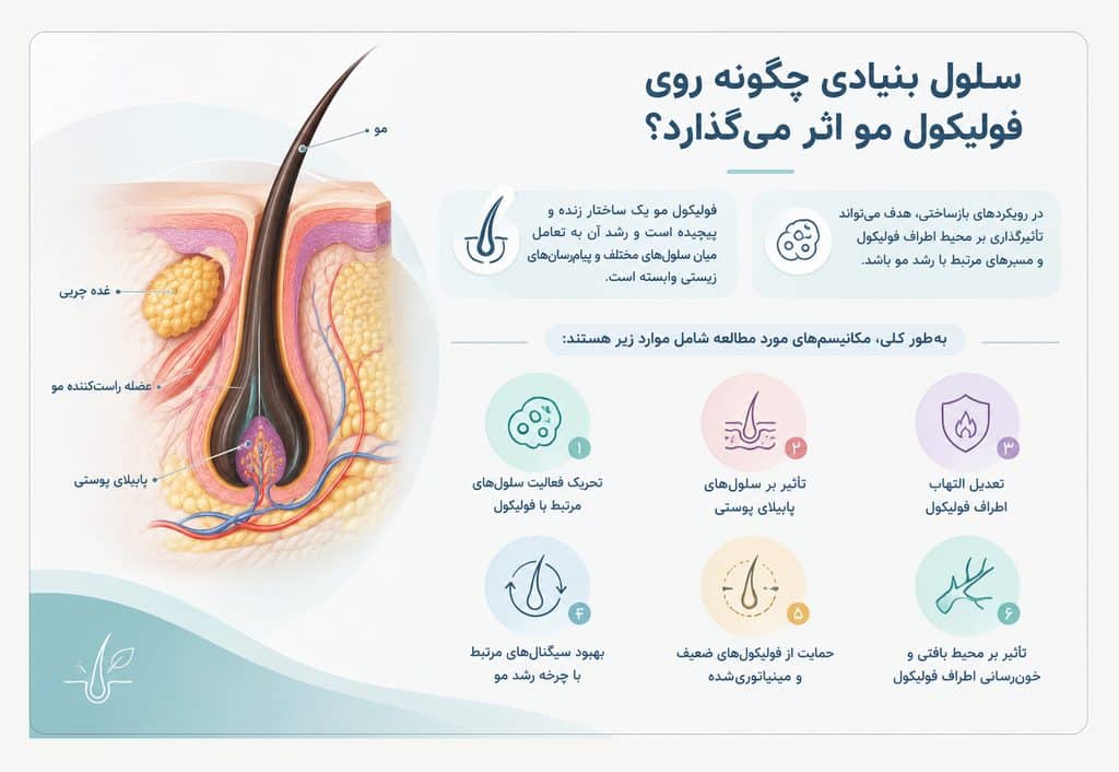 سلول بنیادی چگونه روی فولیکول مو اثر میگذارد؟